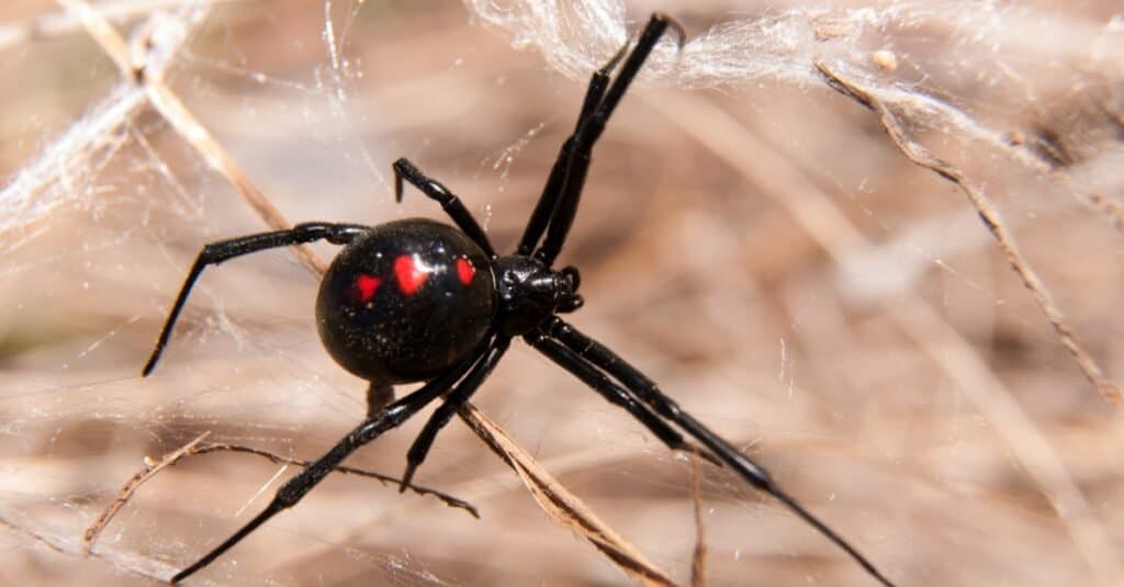 black widow spider vs brown recluse spider