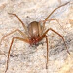 Chilean recluse