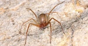 How Common Are Brown Recluse Spiders in Arizona? Picture