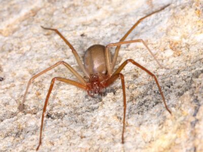 A Chilean Recluse Spider