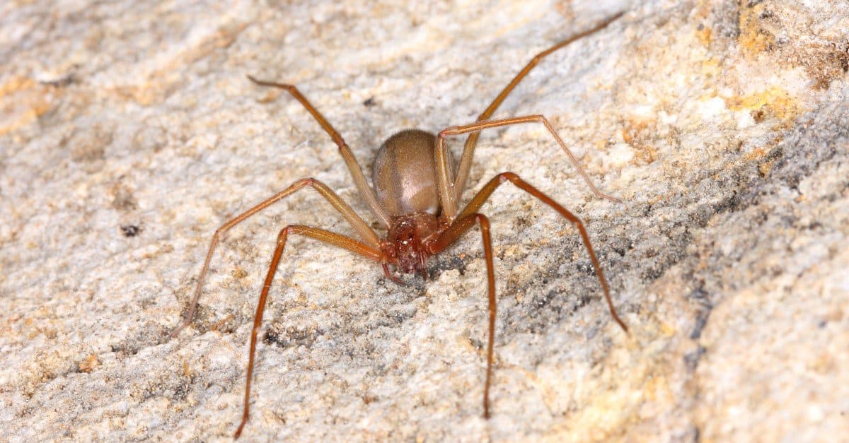 small black ground spider