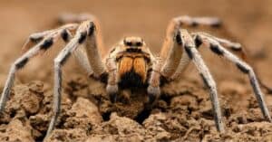 Discover the Largest Wolf Spider Ever Picture