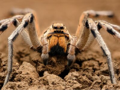 A Wolf Spider Lifespan: How Long Do Wolf Spiders Live?