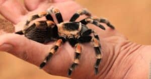 The Top 8 Most Dangerous Spiders Of North America Picture