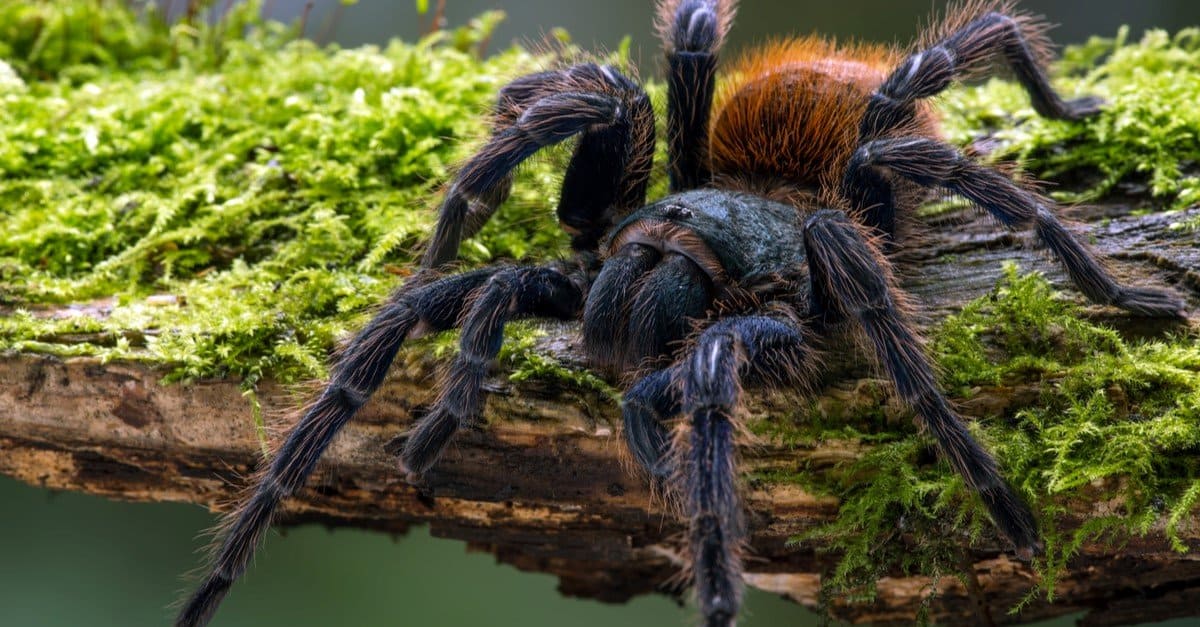 green tarantulas