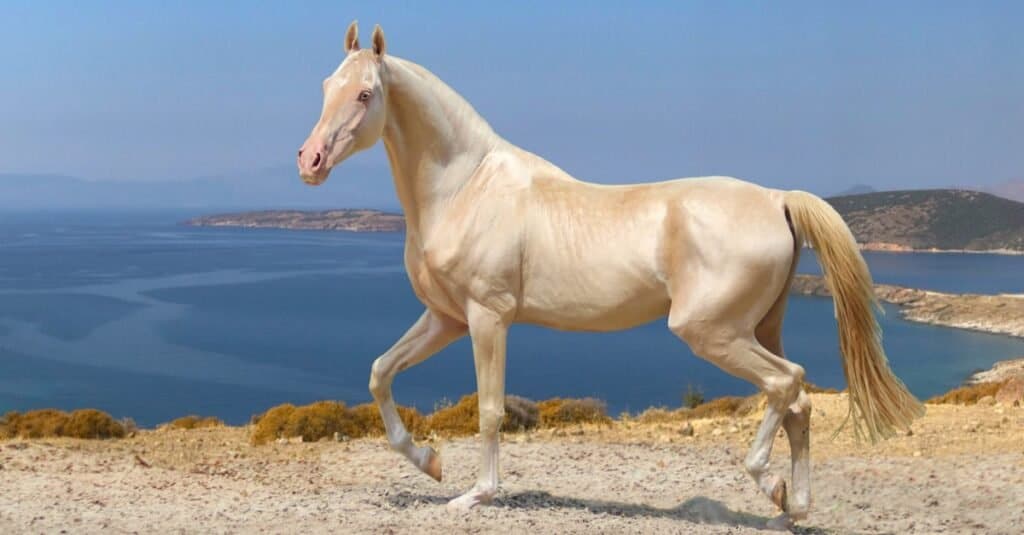Most Expensive Horse - Akhartek