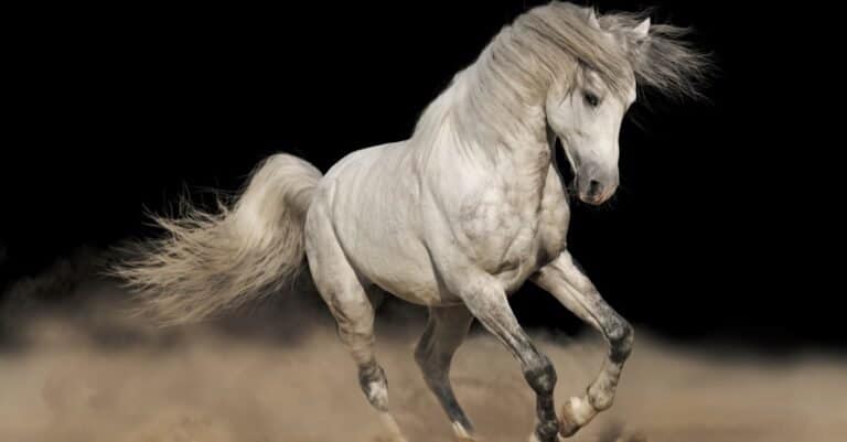 Most Expensive Horses - Andalusian