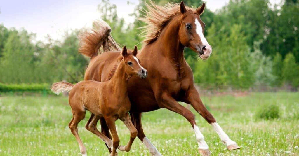Most Expensive Horses - Arabian Horses