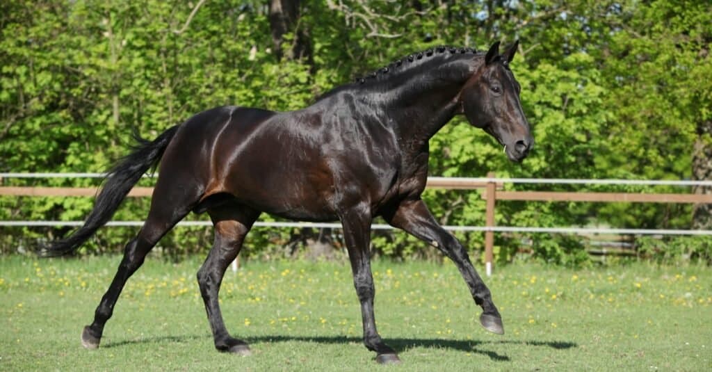 Most Expensive Horses - Dutch Warmblood