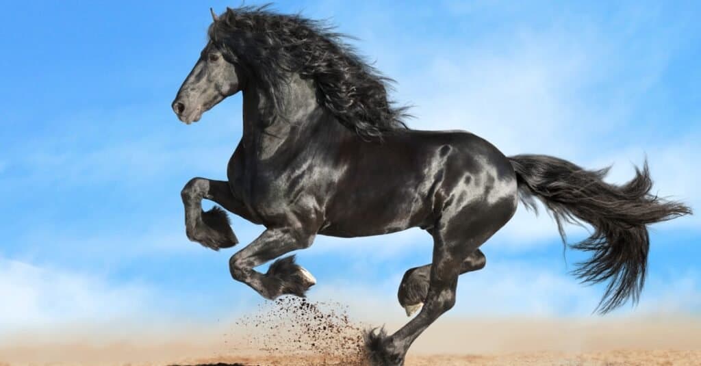 fastest horse in the world 2022