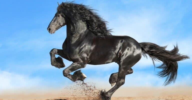 Most Expensive Horses - Friesian