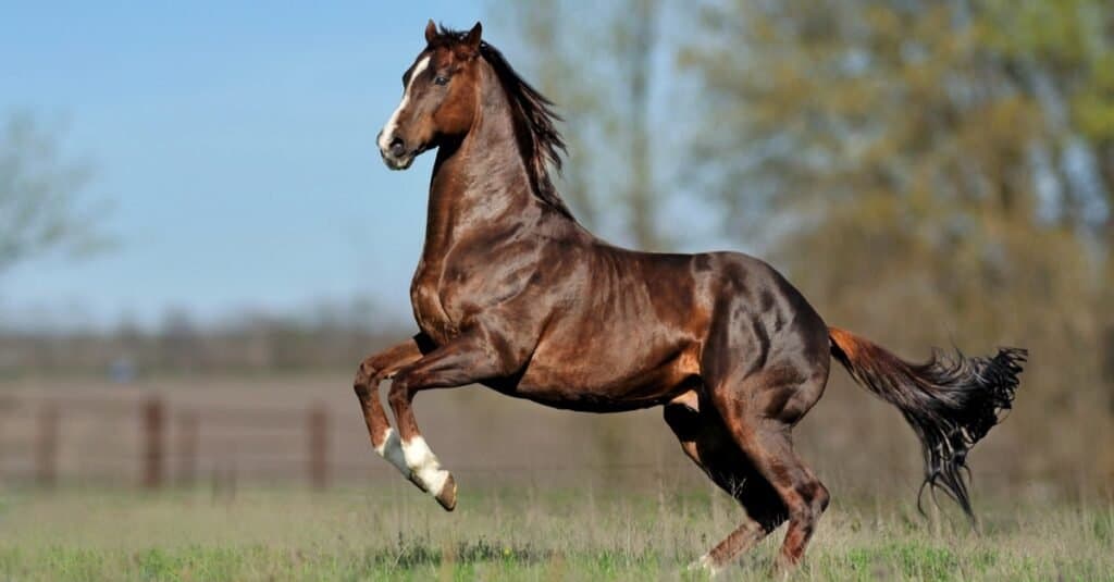 Most Expensive Horses – Thoroughbreds