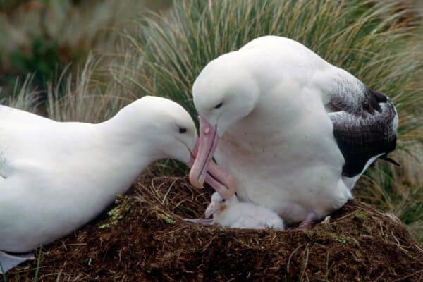 A pair of Southern Royal Albatross at their nest on Campbell Island in the southern ocean with their young chick.