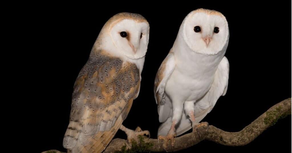 why do owls hoot at night?