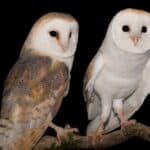 As a general rule Owls are monogamous - pairs are comprised of one male and one female, neither one of which has any involvement with other nesting birds.