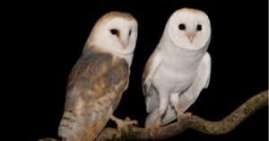 True Owls vs Barn Owls: What Are The Differences? Picture