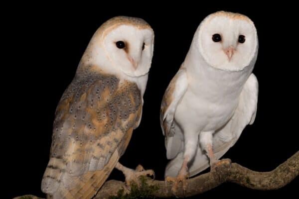 As a general rule Owls are monogamous - pairs are comprised of one male and one female, neither one of which has any involvement with other nesting birds.