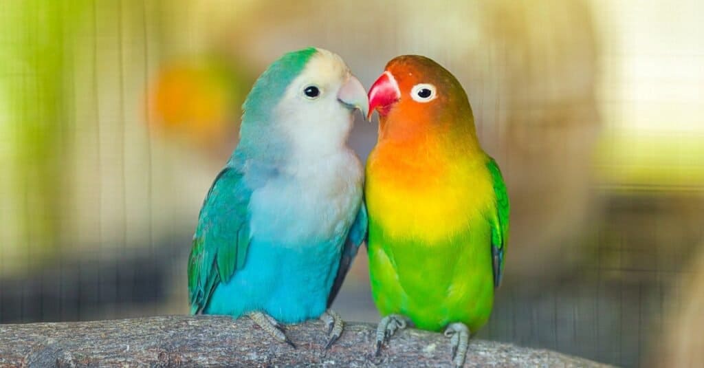 how to identify female and male love birds