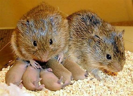 Most Romantic Animals