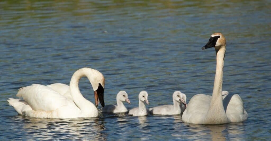 Most Romantic Animals swan