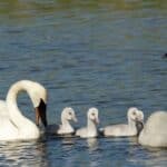 Trumpeter swans, who can live as long as 24 years and only start breeding at the age of 4–7, form monogamous pair bonds as early as 20 months.