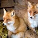 Foxes tend to live in family groups of one dog, one vixen and her cubs, and a few female helpers from previous litters.