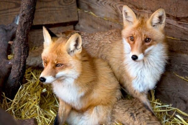 Foxes tend to live in family groups of one dog, one vixen and her cubs, and a few female helpers from previous litters.