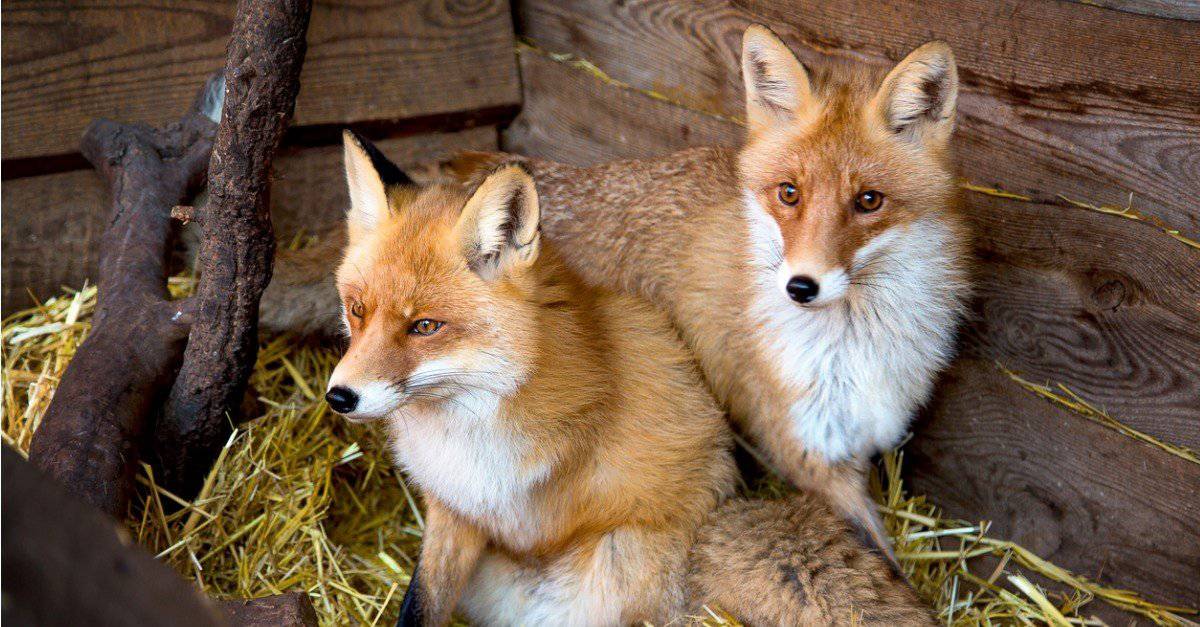 pictures of male and female foxes        <h3 class=