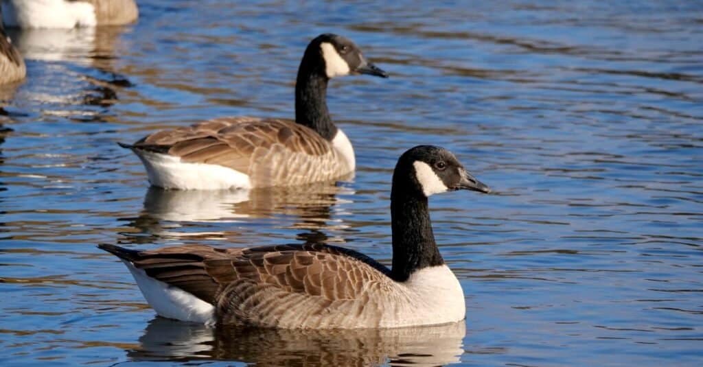 Canada geese