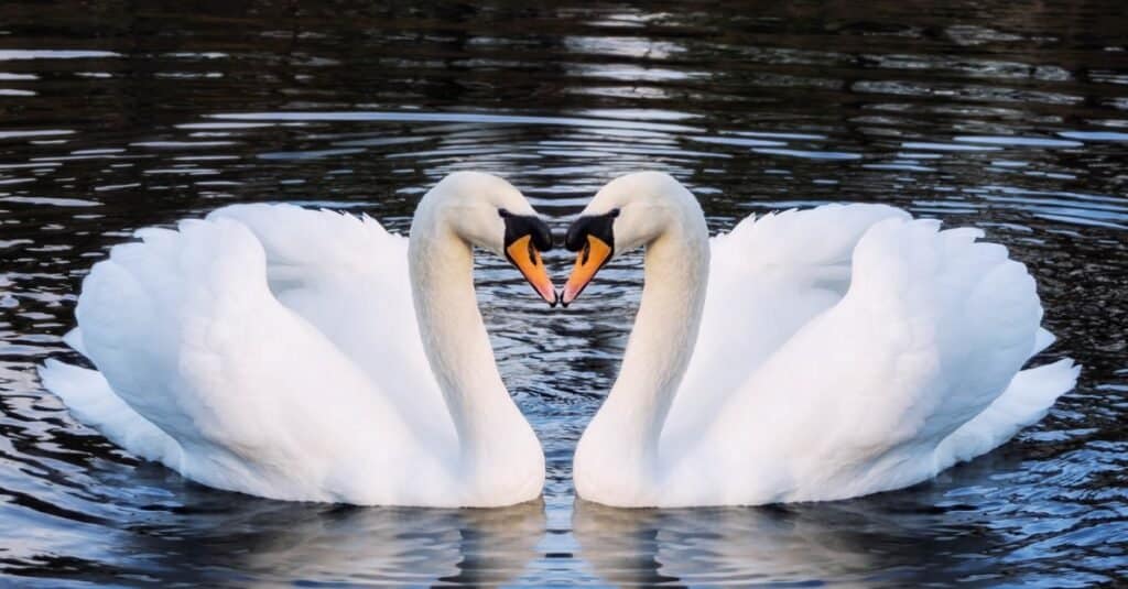 Most Romantic Animals