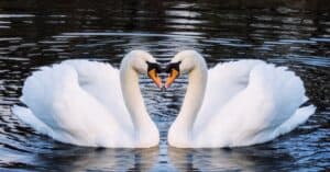 Swan Spirit Animal Symbolism & Meaning Picture