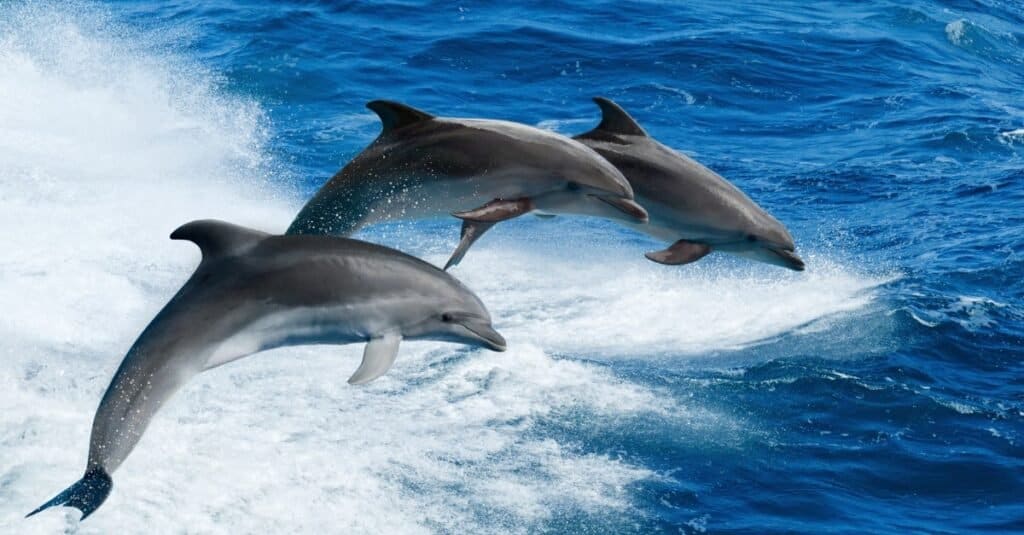 How long do dolphins live?