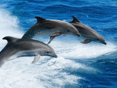 A Dolphin Quiz: Test Your Knowledge!