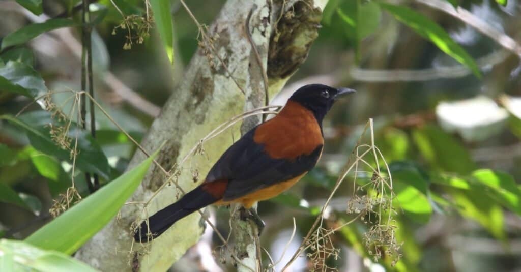 A medium-sized hooded pitohui perched on a branch. 