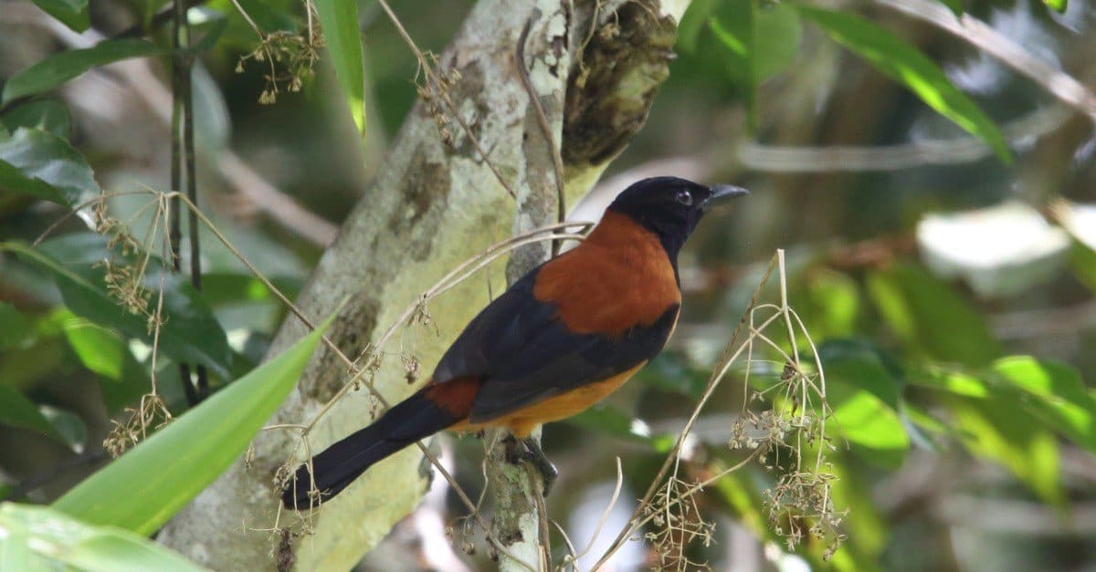 A hooded pitohui perched on a branch. The body of the bird is dark with an orang/rust cloak.