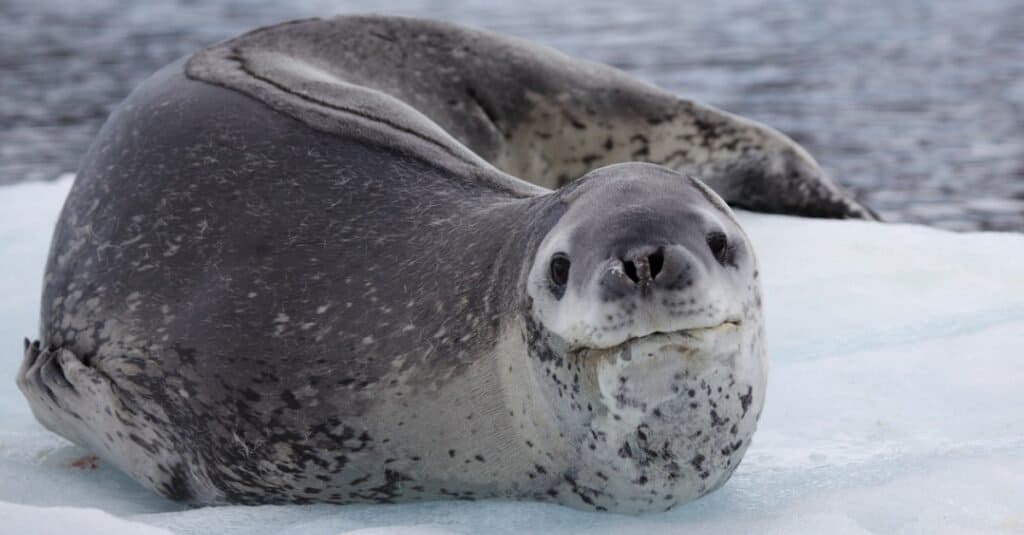 The most ferocious animals - leopard seals