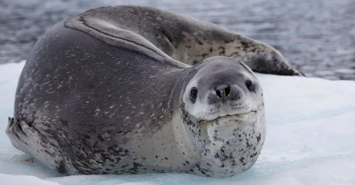 10 Incredible Leopard Seal Facts - AZ Animals