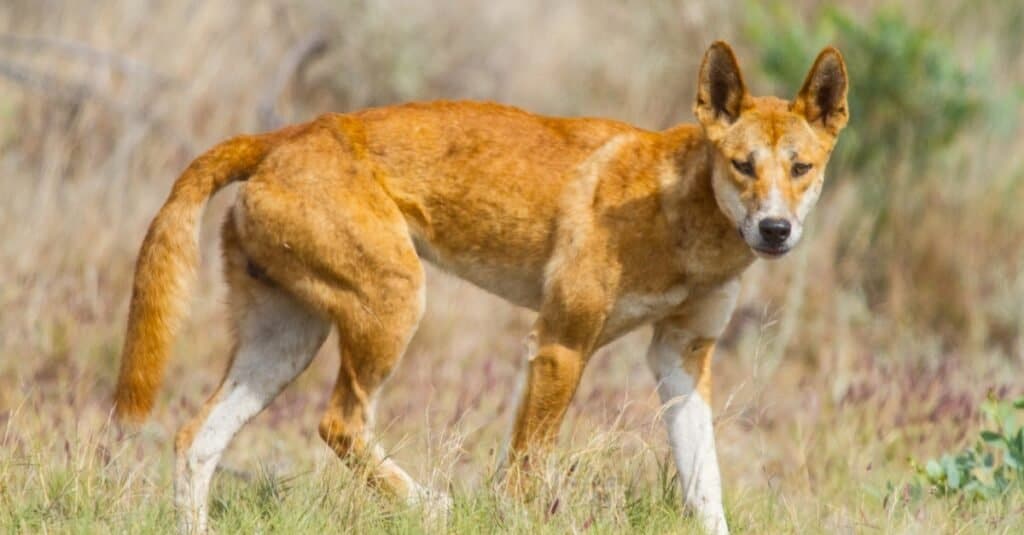 Ever wondered who would win in a fight between a dingo and a wolf