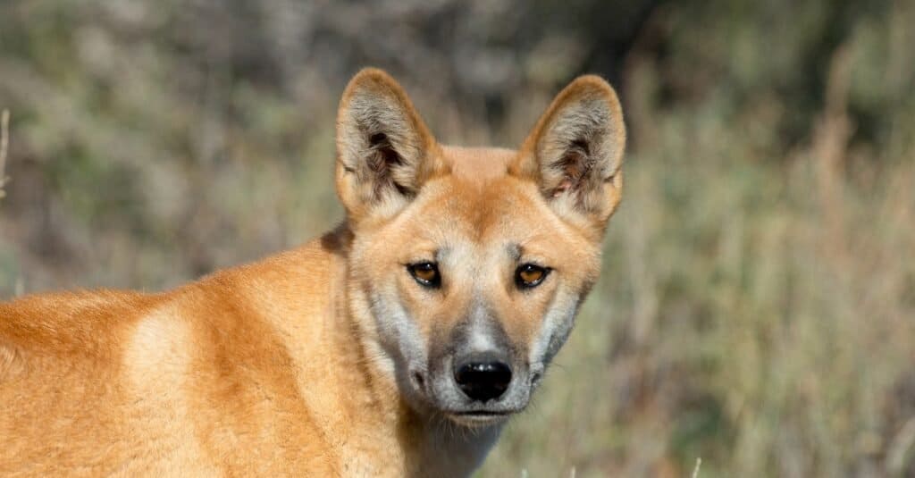 why do dingoes look like dogs