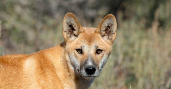 Dingo - A-Z Animals