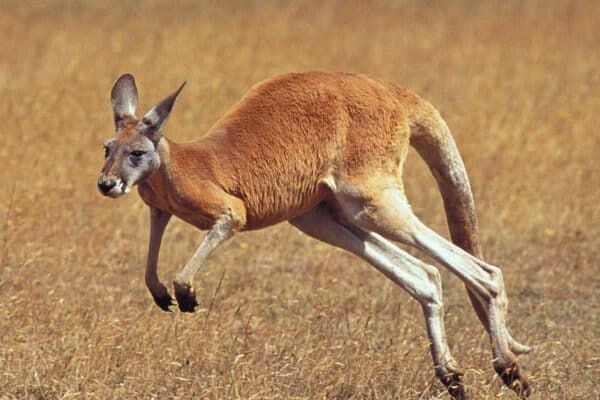Kangaroos can be aggressive towards people. If approached by an aggressive kangaroo, people should keep it at a distance so that it cannot kick or scratch.