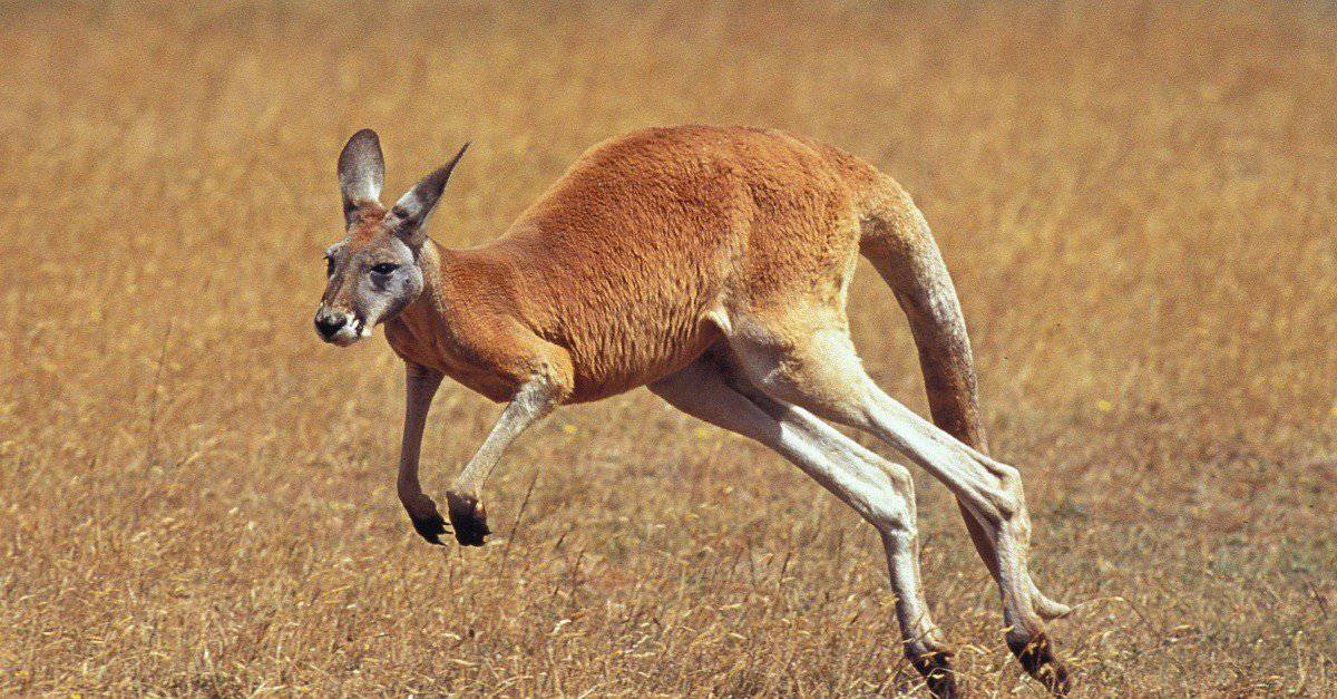 How High (And Far) Can A Kangaroo Jump? - AZ Animals