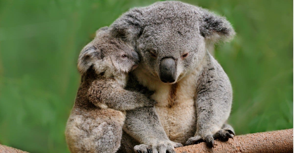 Drop Bears - The Facts
