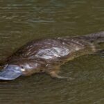 A duck-billed platypus, a semiaquatic egg-laying mammal endemic to eastern Australia, including Tasmania, swimming in a pond.