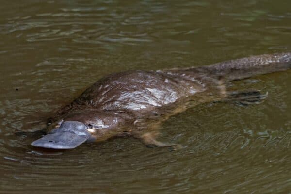 A duck-billed platypus, a semiaquatic egg-laying mammal endemic to eastern Australia, including Tasmania, swimming in a pond.