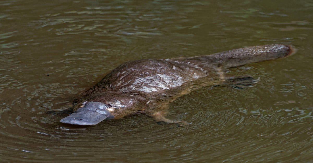 Platypuses, what's more serious? in 2023