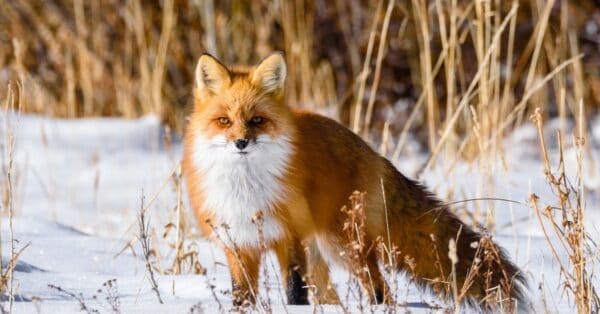 Cross Fox - A-Z Animals