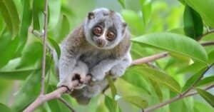 Meet the Slow Loris: The Nocturnal Slow Climbing Primate Picture
