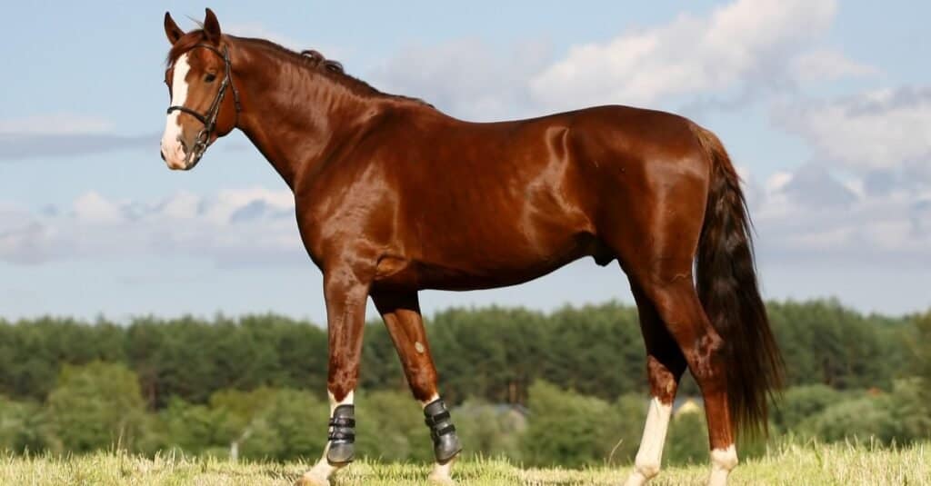 Most Expensive Horse - Oldenburg