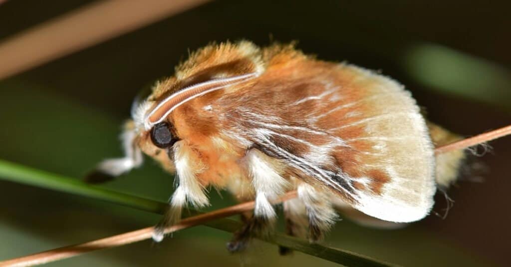 Moths - Southern Flannel Moth